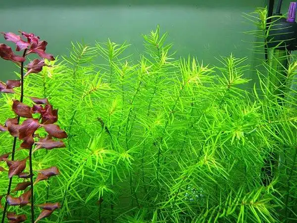 十字牛顿水草好养吗(偏难)