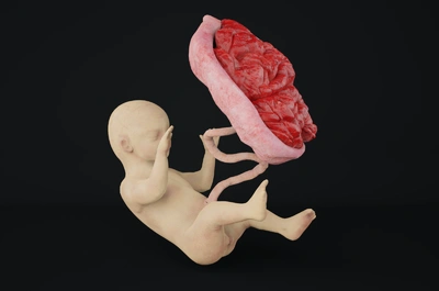 【带绑定】胎儿胎盘 医疗模型 医学模型 胎儿模型 胎盘连接婴儿 脐带