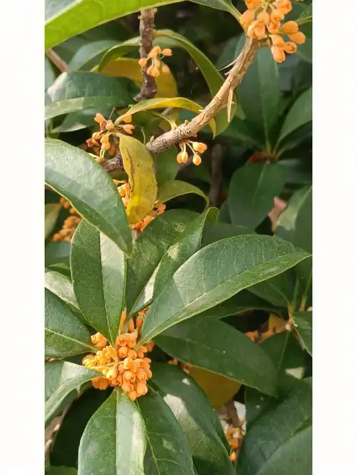 金桂花开满园香