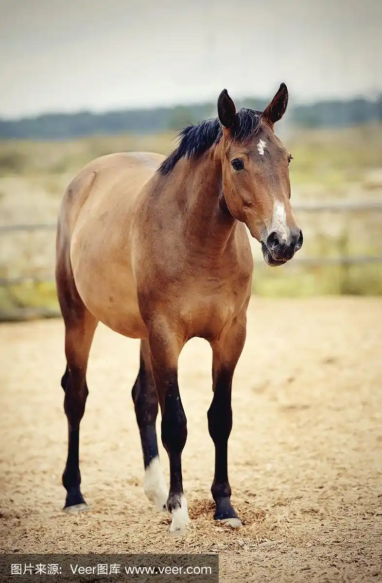 运动,马,彩色图片,星号,平衡折角灯