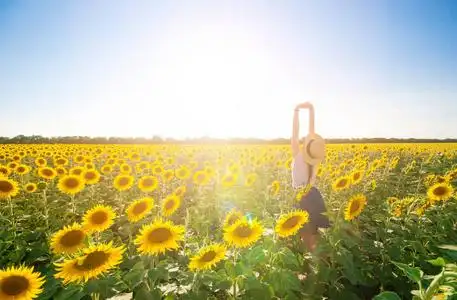 的年轻美女站在户外,阳光明媚的夏日清晨,在向日葵田野的背景下照片