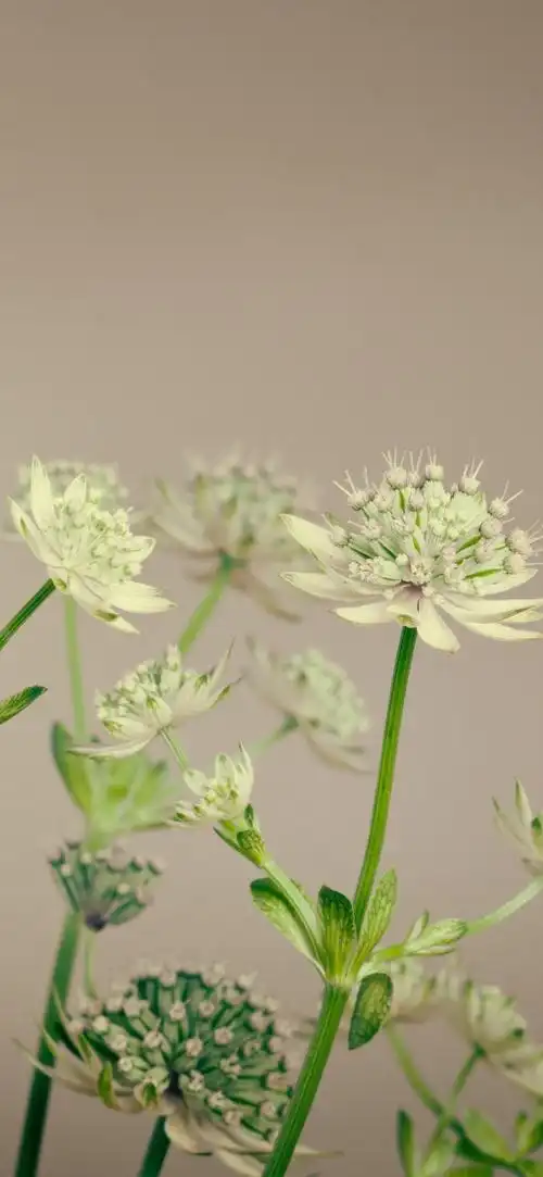 壁纸 小花,茎 3840x2160 uhd 4k 高清壁纸, 图片, 照片