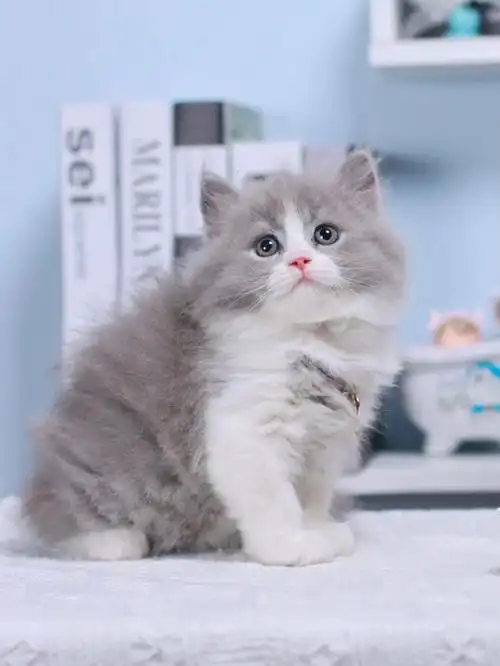 英短长毛蓝白妹妹