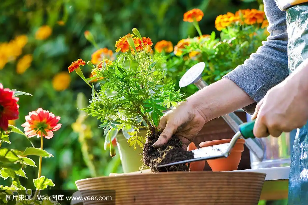 在花园里盆栽花