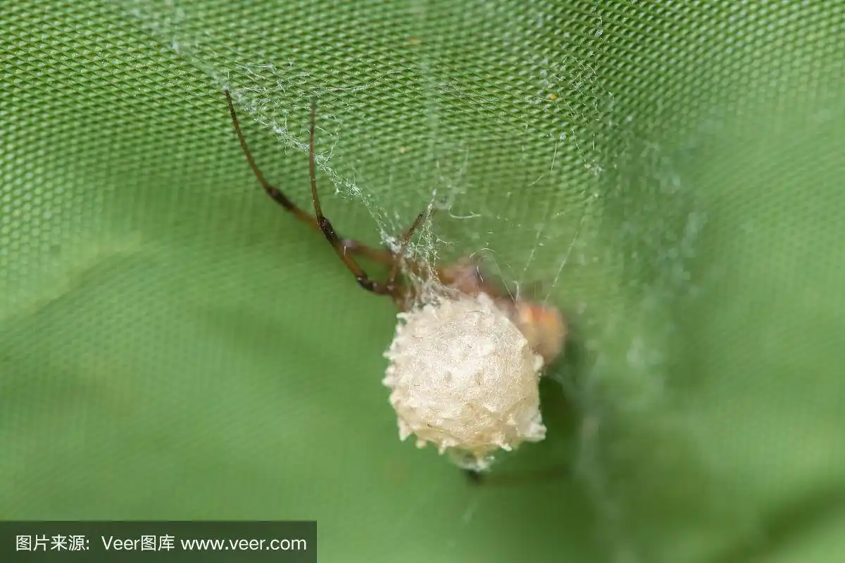 棕寡妇蜘蛛为它的卵造囊