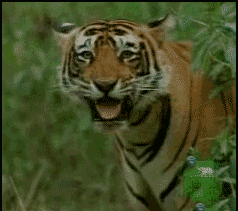 萌宠gif可爱gif搞笑动物gif开心gif