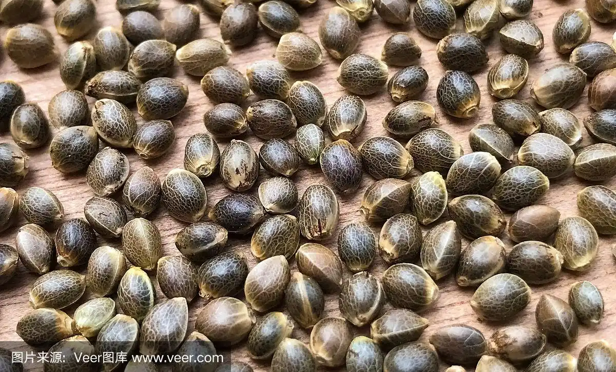 大麻大麻种子的宏观特写