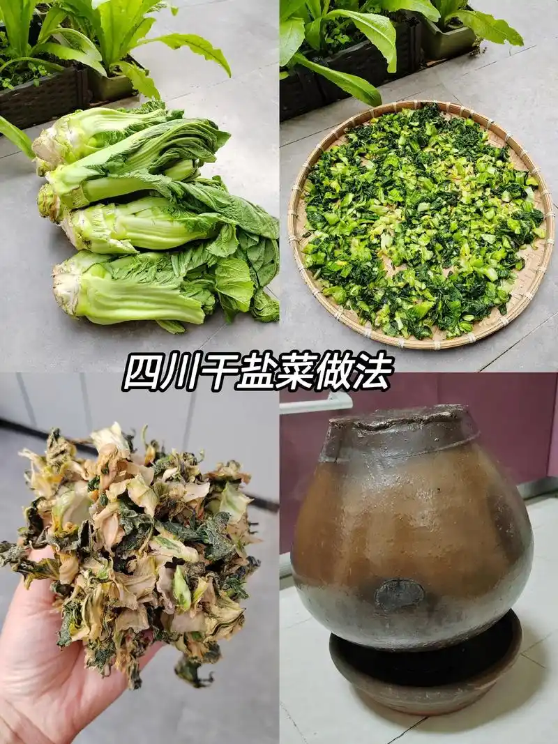 四川干咸菜做法.春季最多的就是青菜,小时候,家里人把吃不完的 - 抖音
