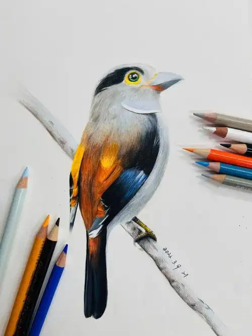 附步骤图彩铅动物鸟银胸丝冠鸟