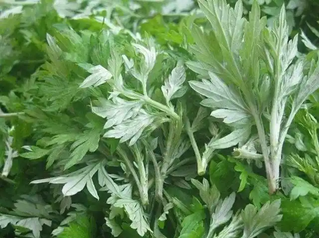 粑粑飘香,但野外的蒿子太多了,做蒿子粑粑的蒿子却只有一种----青蒿