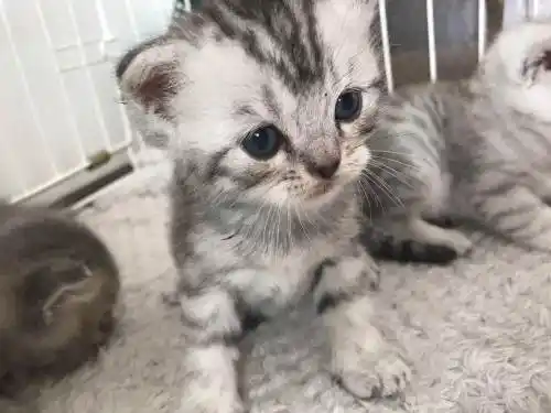 鱼骨纹美短小公出售