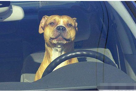 趣味图片幽默段子笑话: 妹子你一定要扔的用力,扔完就赶紧跑