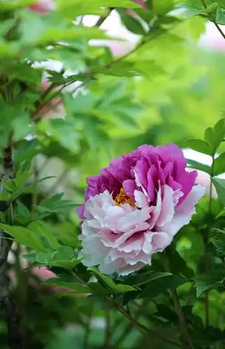 2020年洛阳牡丹集锦