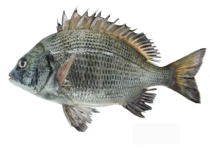 下图为    黑棘鲷      acanthopagrus schlegelii   ,又称  黑鲷