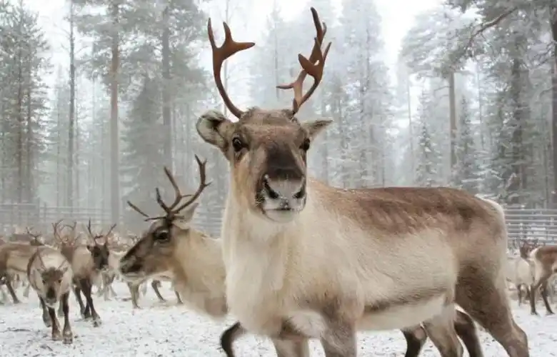 北极群岛200多只驯鹿集体饿死规模前所未见人类或是凶手