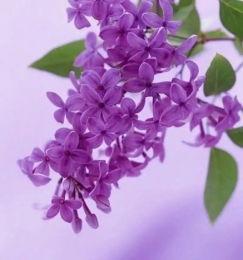 紫丁香的花朵娇小玲珑,颜色淡雅,给人以清新脱俗的感觉,因此常被永创
