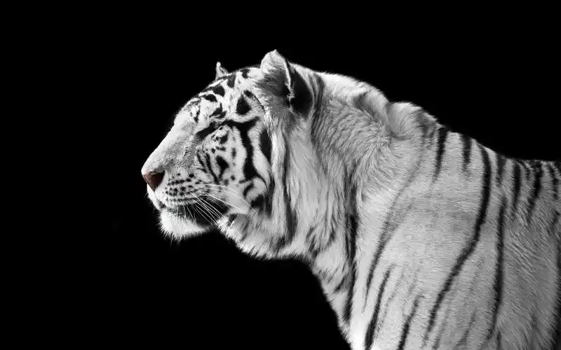 壁纸 白色老虎侧视图,黑背景 2880x1800 hd 高清壁纸, 图片, 照片