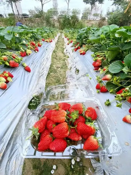 晋江梧林古村草莓园亲子套餐仅128元享门市25元草莓采摘一日游