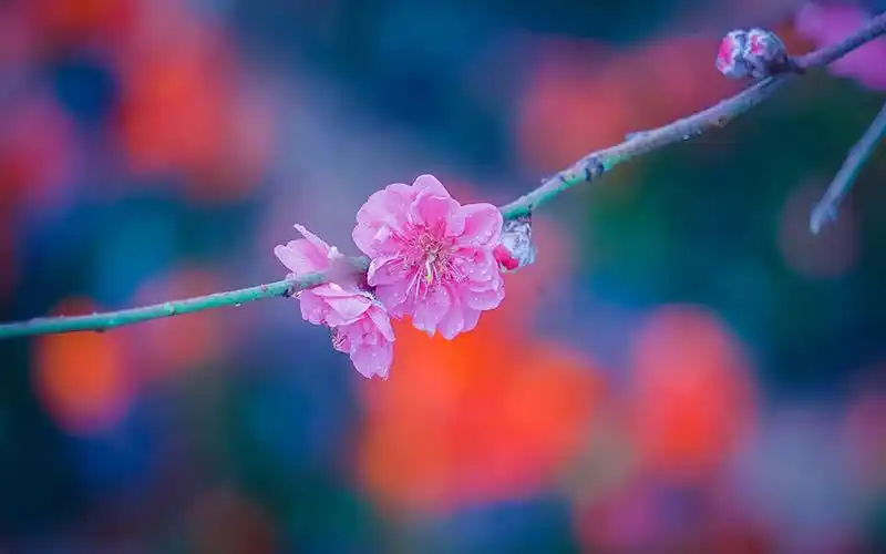 唯美好看的粉色桃花图片电脑壁纸