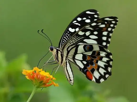 达摩凤蝶图片 达摩凤蝶高清蝴蝶图片