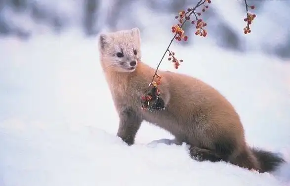 紫貂是一种特产与亚洲北部的貂属动物,广泛分布于中国东北,蒙古