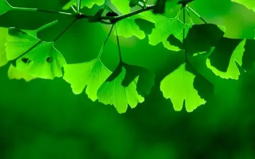 绿色护眼小清新银杏叶微距特写高清桌面壁纸下载