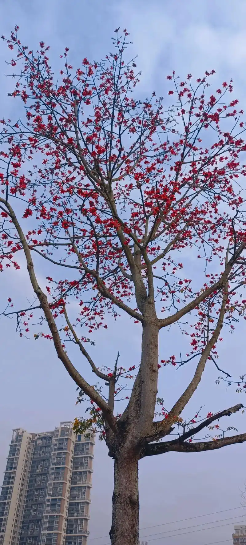 有一种花叫木棉花…他有一个很好的花语:珍惜身边的人,珍惜眼前 - 抖