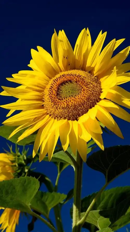 清新迷人养眼的向日葵风景,高清图片,手机锁屏桌面-壁纸族