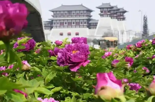 洛阳牡丹文化节精彩上演,文化酒·万茗堂震撼亮相天下第一门