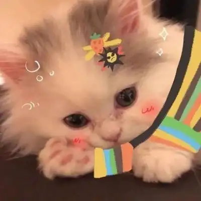 高清最呆萌可爱小动物照片头像