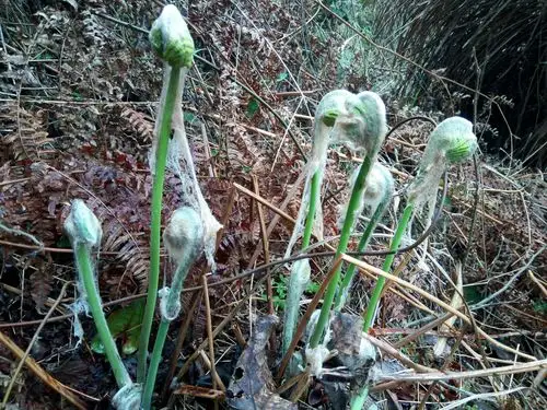 山中珍品一一薇菜