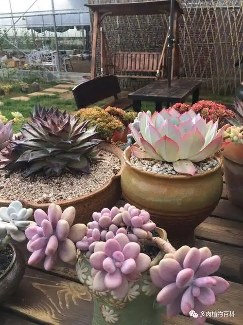 养肉人的梦想建一座真正的多肉花园把平淡的日子过成诗