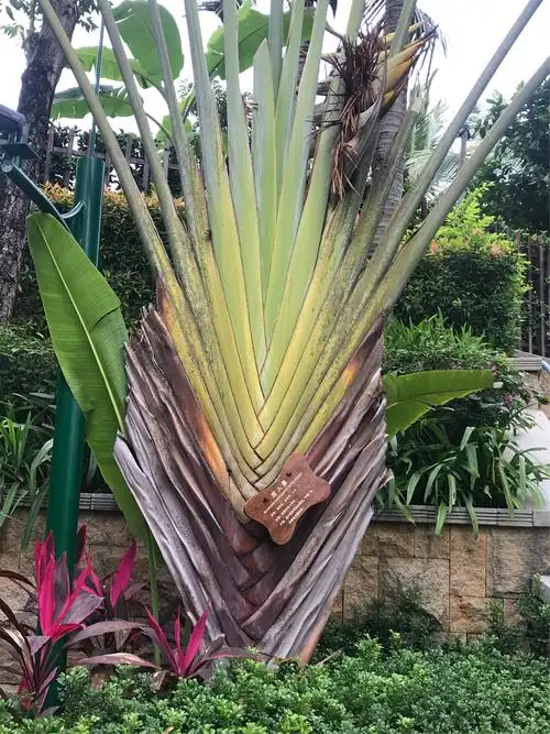 旅人蕉.扁平状,没有立体感,有些像一幅平面画作矗立着.