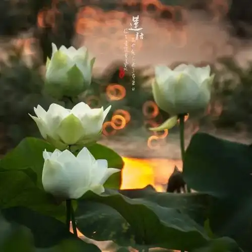 我这污泥般的心口,居然念出了莲花般的佛名;生命之奇,孰过于此!