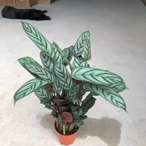 【基地直批】160#超级新飞羽大竹芋办公室内喜阴观叶植物好养活