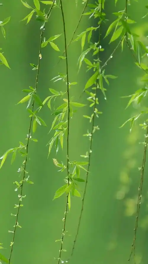 小清新,护眼壁纸,绿叶,叶子,小清新,护眼,绿色植物,手机壁纸高清绿叶