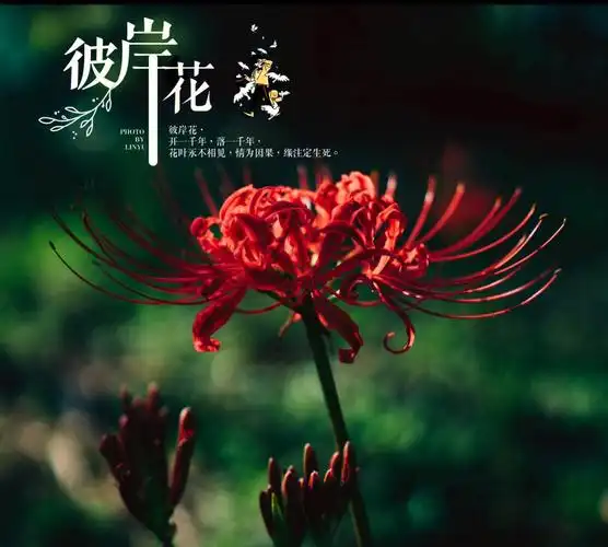 彼岸花 忘川河,你可曾回望过我?奈何桥 望川台,你可曾等待过我?