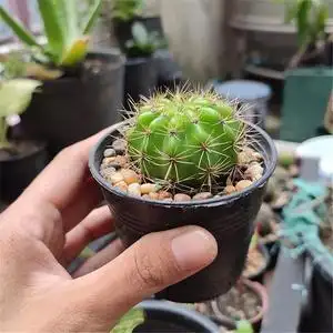 90同款货源雨的心愿淘宝多肉 仙人球 金盛丸 玻璃球室内防辐射