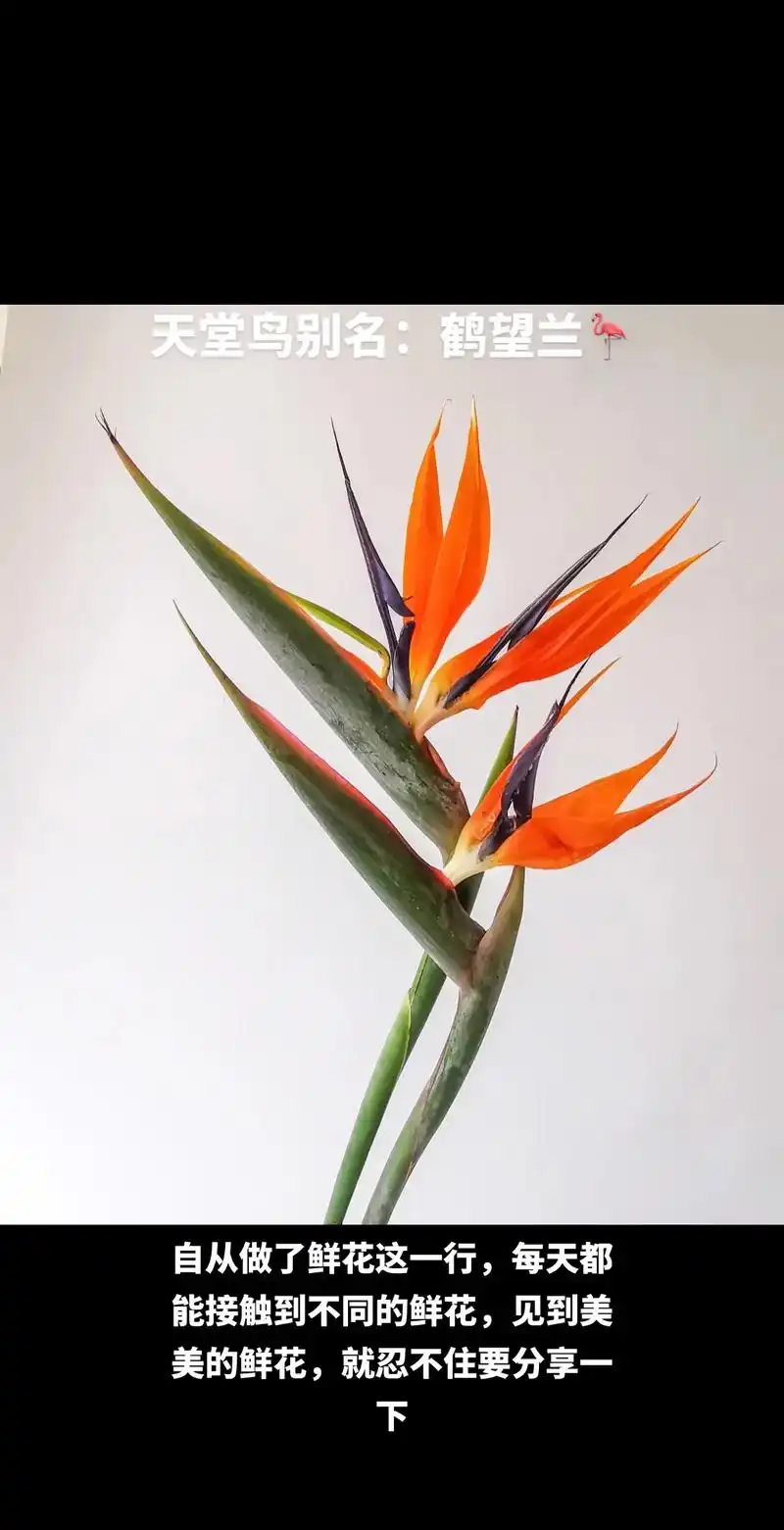 今天又认识了一个新的品种:天堂鸟花语是:怀念,自由, - 抖音