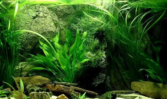 鱼缸造景艺术高清实景拍菜鸟图库片