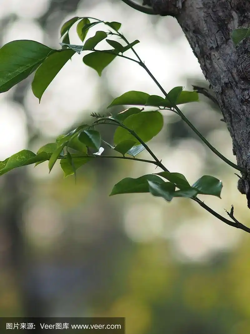 叶子软枝木从树干上的芽模糊背景空间写