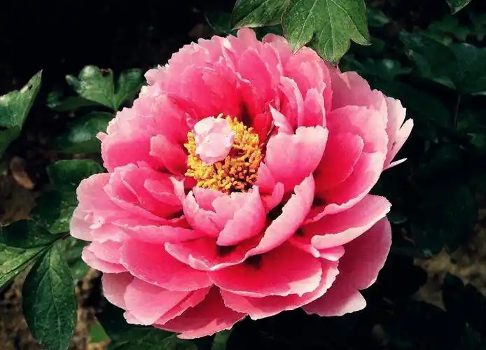 《盘丝洞》:1927年的香艳大尺度电影,为何到现在还有重要价值