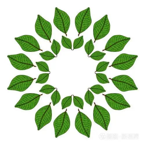 绿色叶子的圆形框架矢量插图手绘