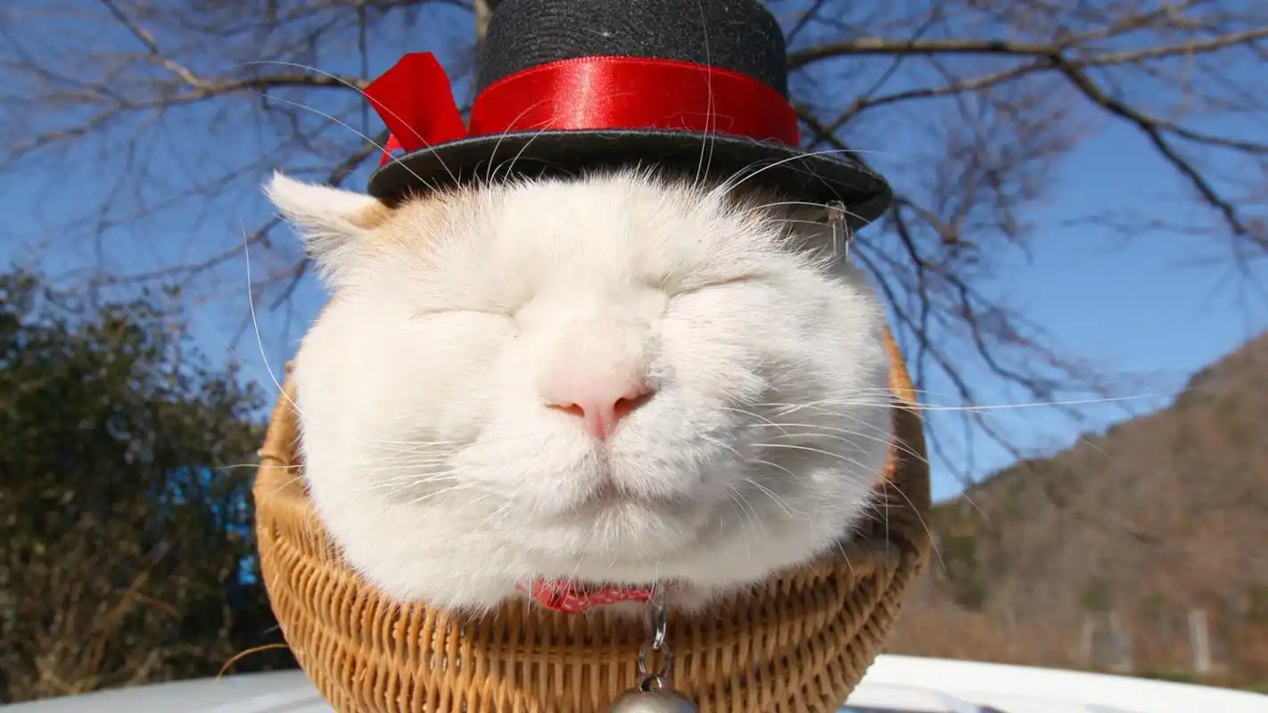 萌猫萌表情桌面经典壁纸高清大图预览1920x1080_动物壁纸下载_美桌网