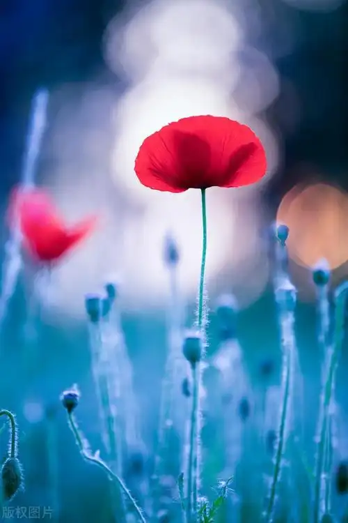 66张超清唯美的花图片.