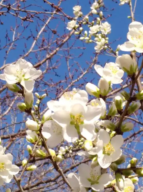春暖花开,踏春赏杏花