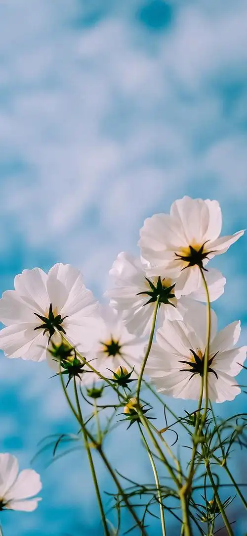 春天简约治愈系壁纸19