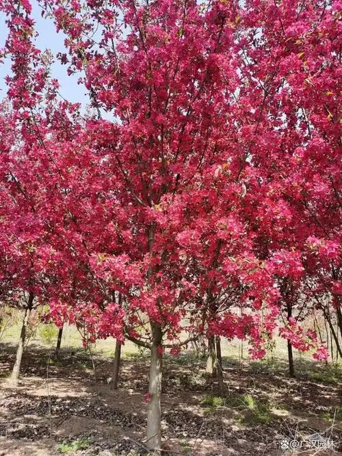 绚丽海棠和西府海棠都是海棠中的好品种,那么绚丽海棠和西府海棠有