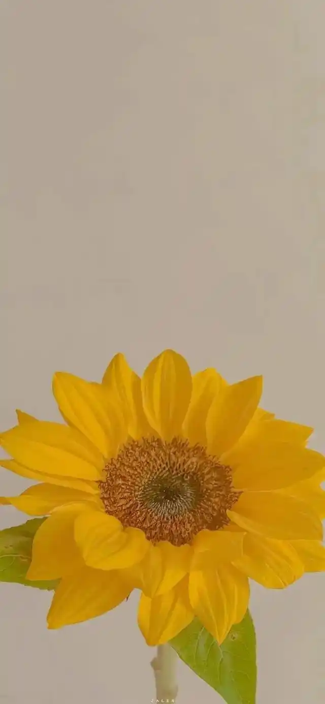 我开心我乐意.个性壁纸