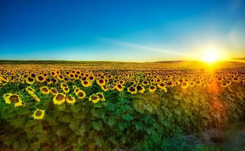 向日葵日落摄影风景4k高清壁纸